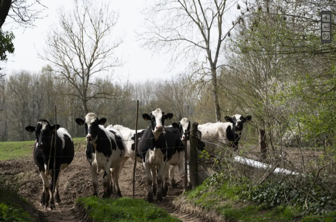 Moins d'exploitations en "polyélevage"